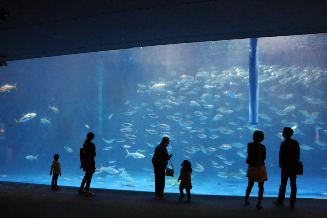 鹿児島水族館　黒潮水槽　　おすすめ